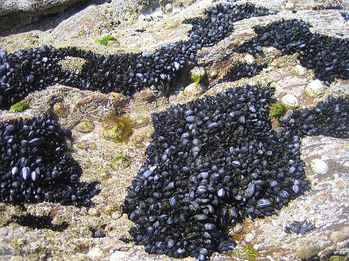 Mussels in the Wild (Used with permission.)