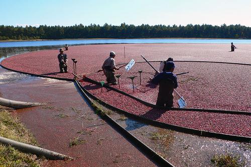Harvesting Wet Bog Cranberries (Used with permission.)