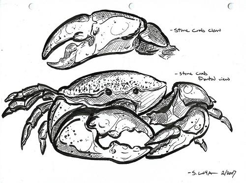 Stone Crab Anatomy Lesson (Used with permission.)