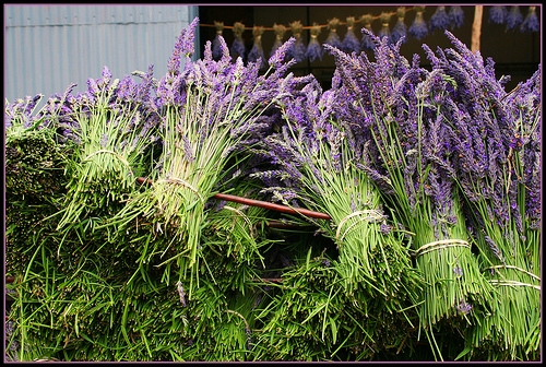 Lavender bunches