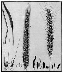 Rye with ergot