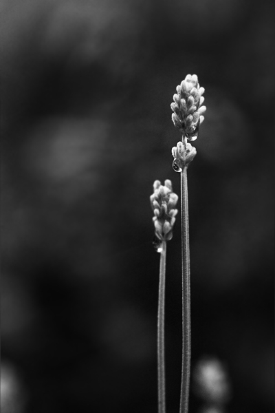 French cooks lavender stalks