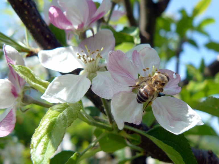 French cooks apples blossoms
