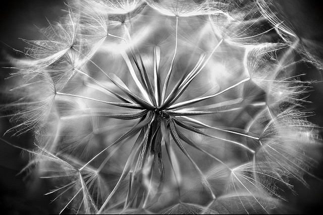 Dandelion