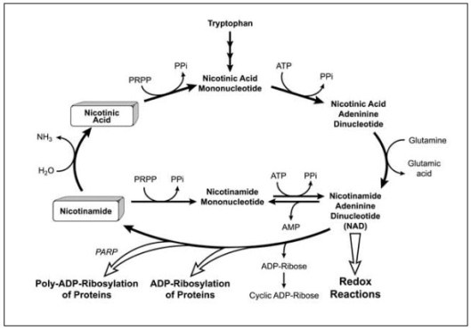 Niacin flow chart