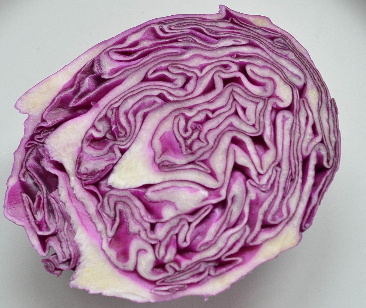 Cabbage – CYNTHIA D. BERTELSEN