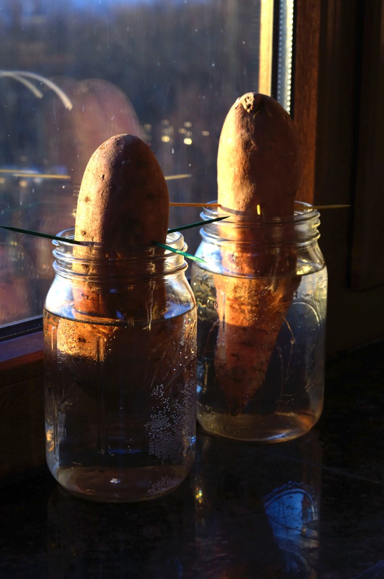 Sweet Potato Slips (Photo credit: C. Bertelsen)