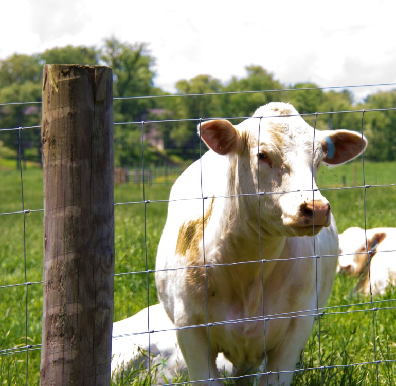 The Face of Calm: May 6, 2013