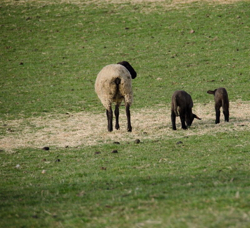 Mama and lambs