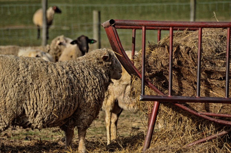Sheep at trough color edfex