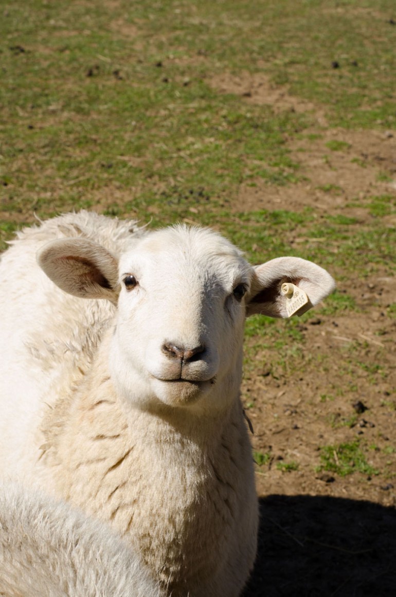 Photo credit: C. Bertelsen