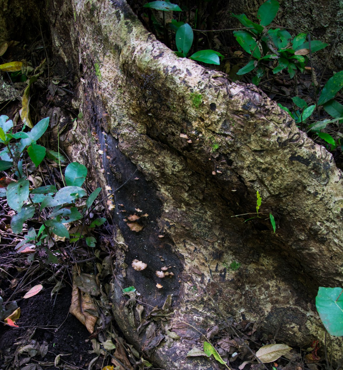 Mushrooms banyan tree