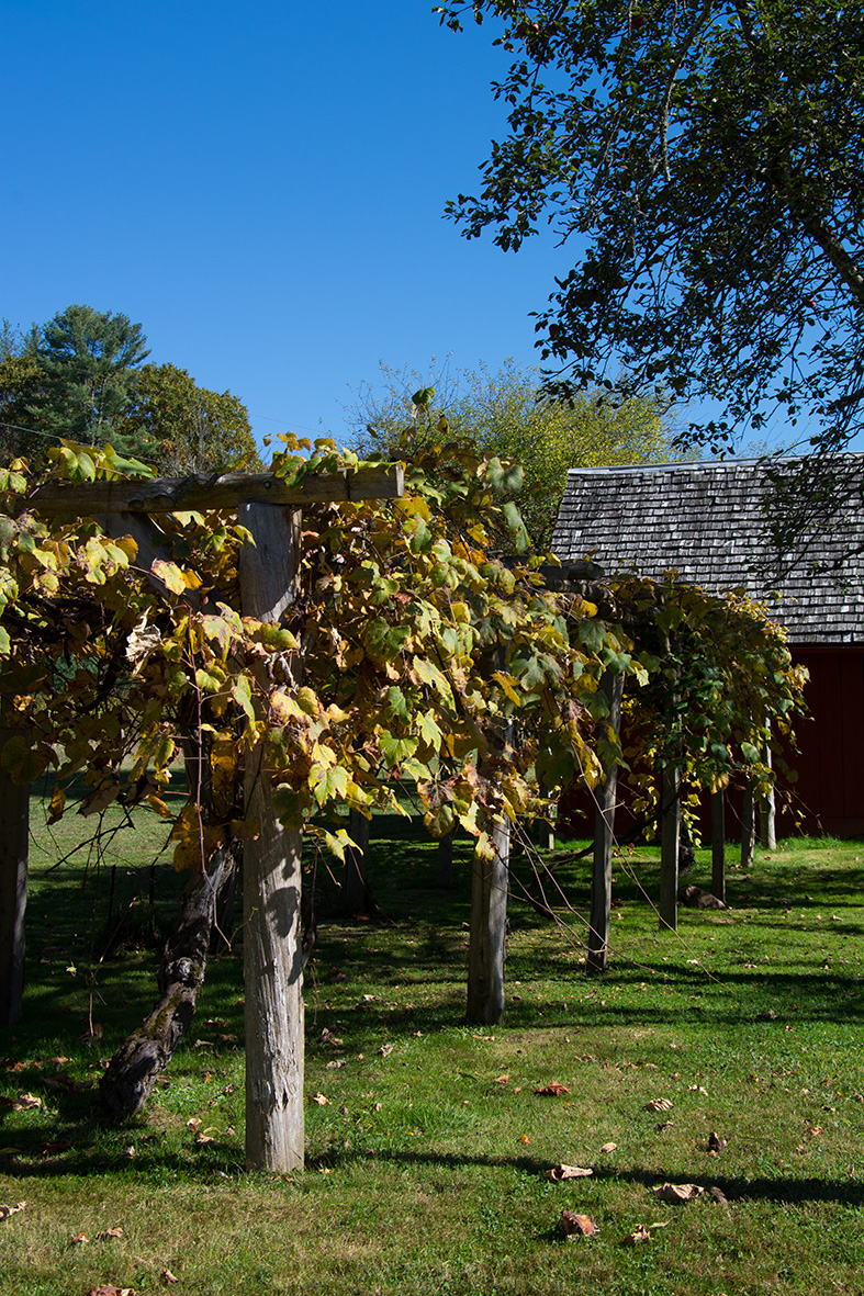 Glen Alton grape vines