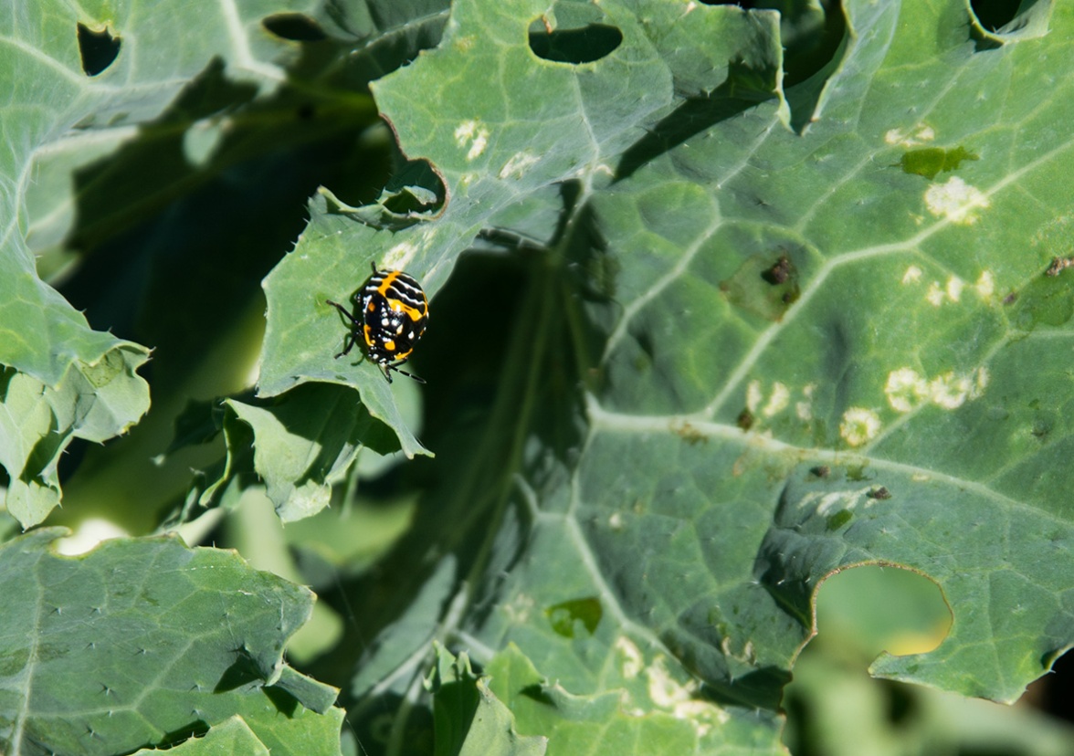 Glen Alton kale bug