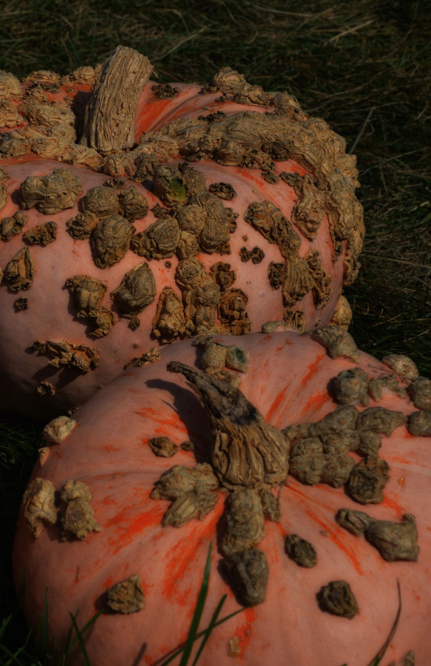 warty-pumpkins1
