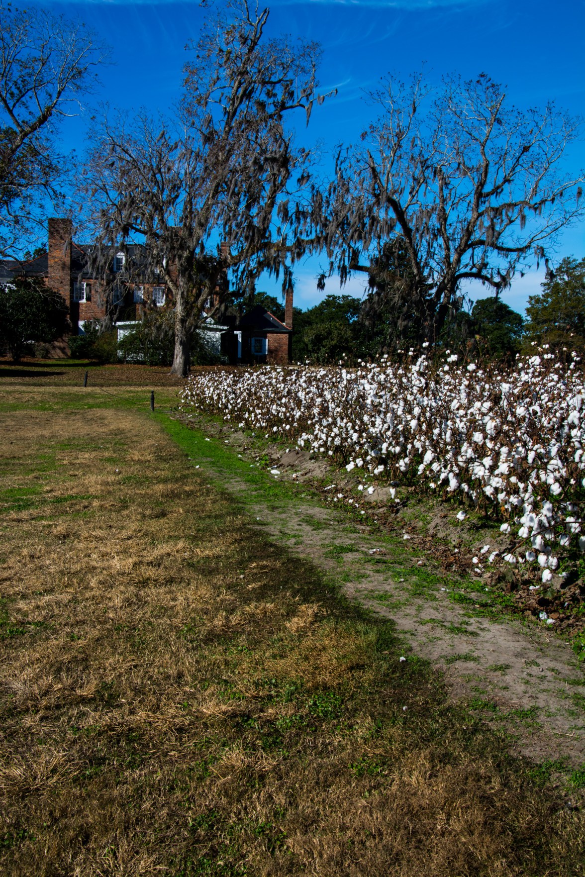 Boone Hall cotton fields