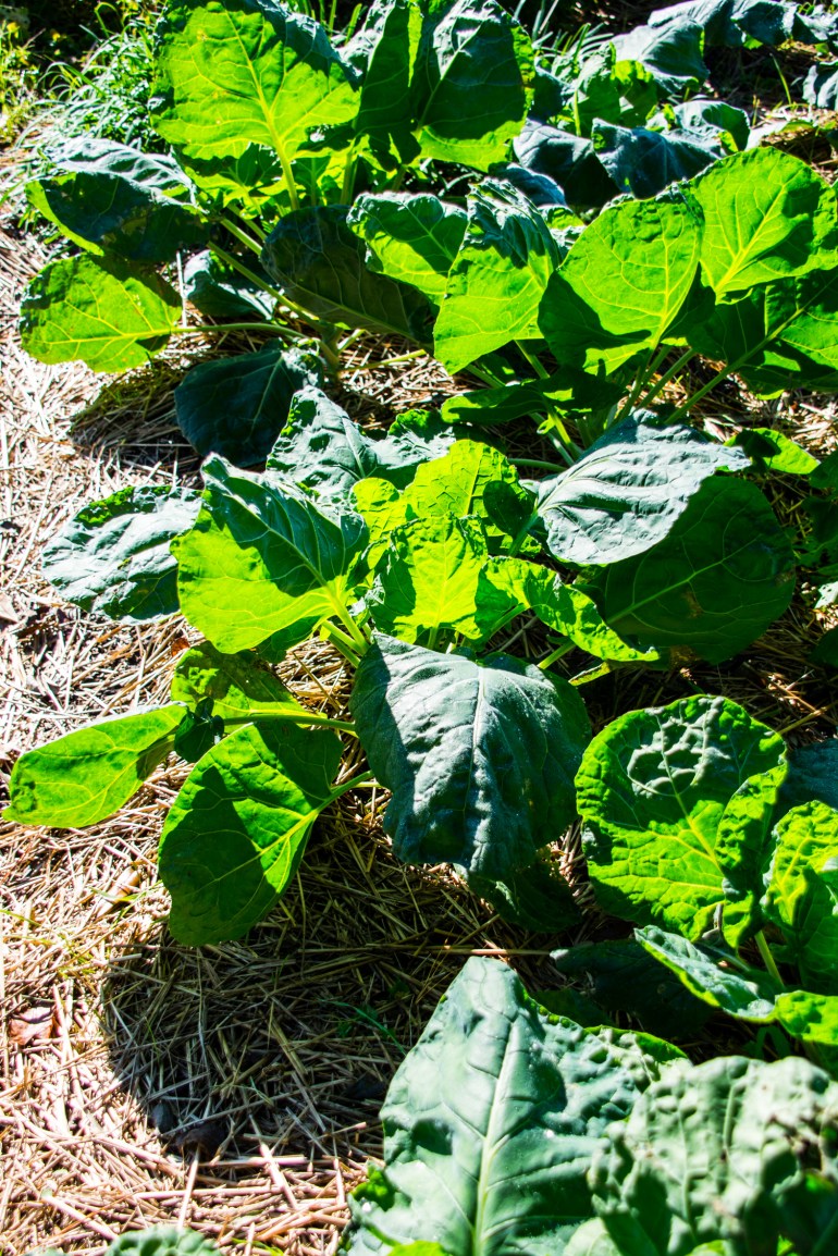 Photo credit: C. Bertelsen