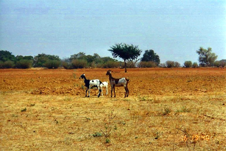 Africa village scene goats