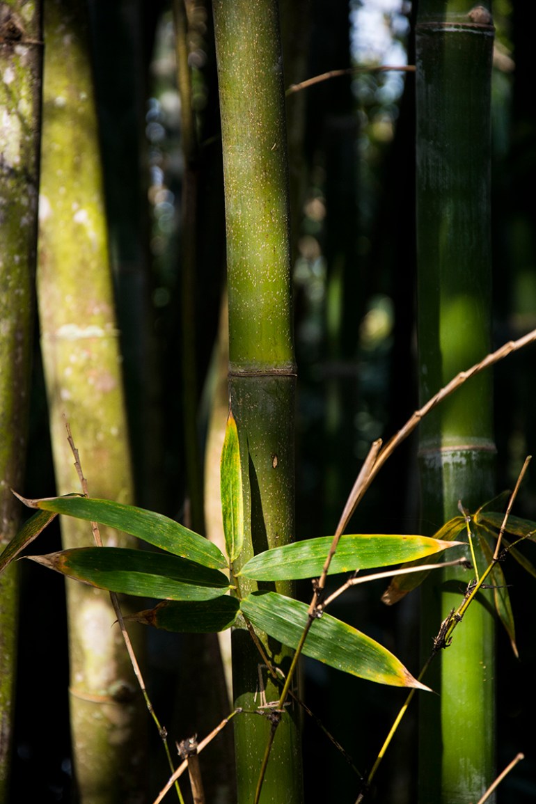 bamboo-1-rs