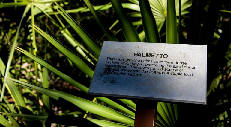 palmetto-2-cropped-rs