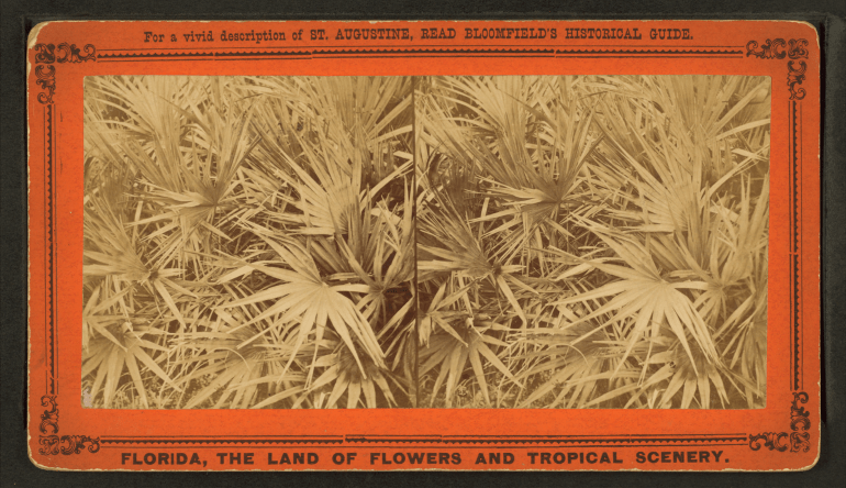 saw-palmetto-stereo-view