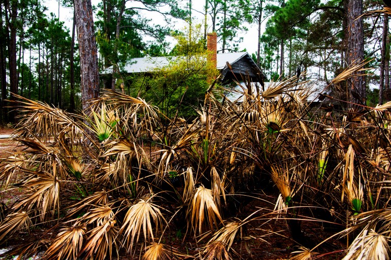 turpentine-factory-saw-palmetto